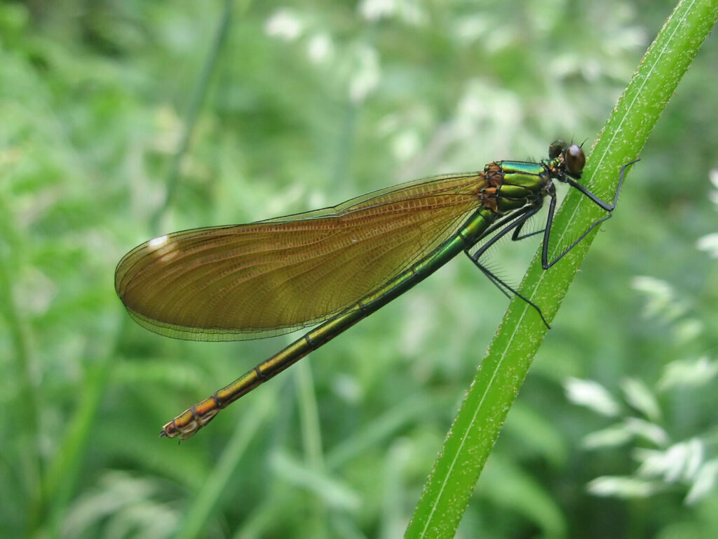 Report on the status and distribution of Dragonflies and Damselflies of Leicestershire & Rutland