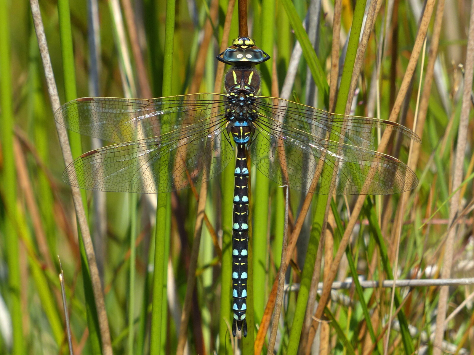 Common Hawker British Dragonfly Society
