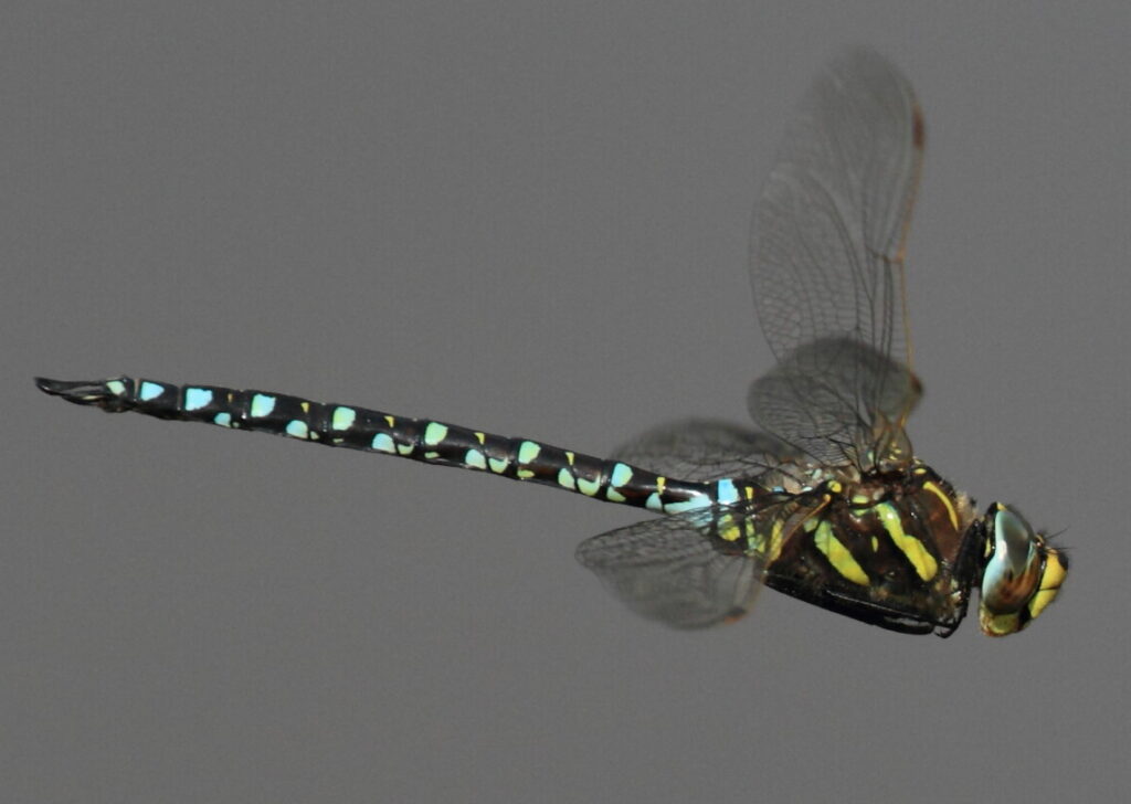 Common Hawker British Dragonfly Society