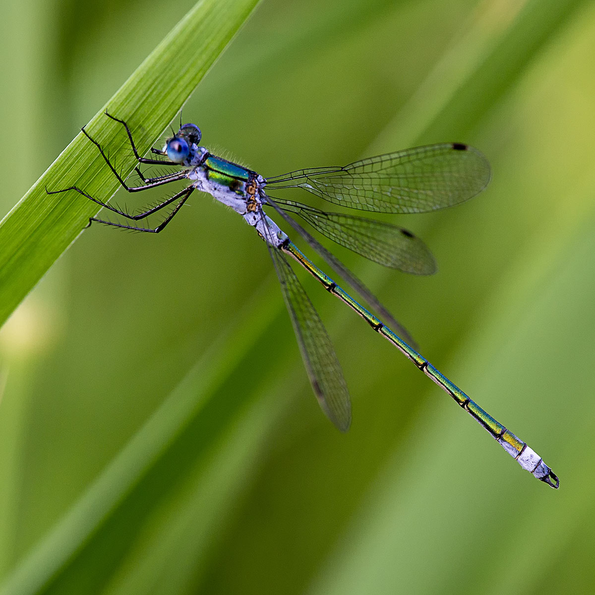 Scarce Emerald Damselfly - British Dragonfly Society