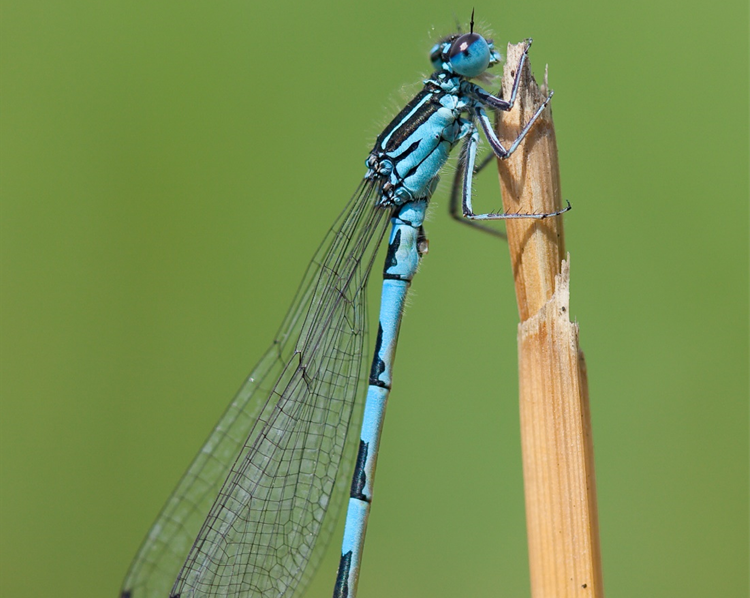 Southern Damselflies found at new sites in Pembrokeshire
