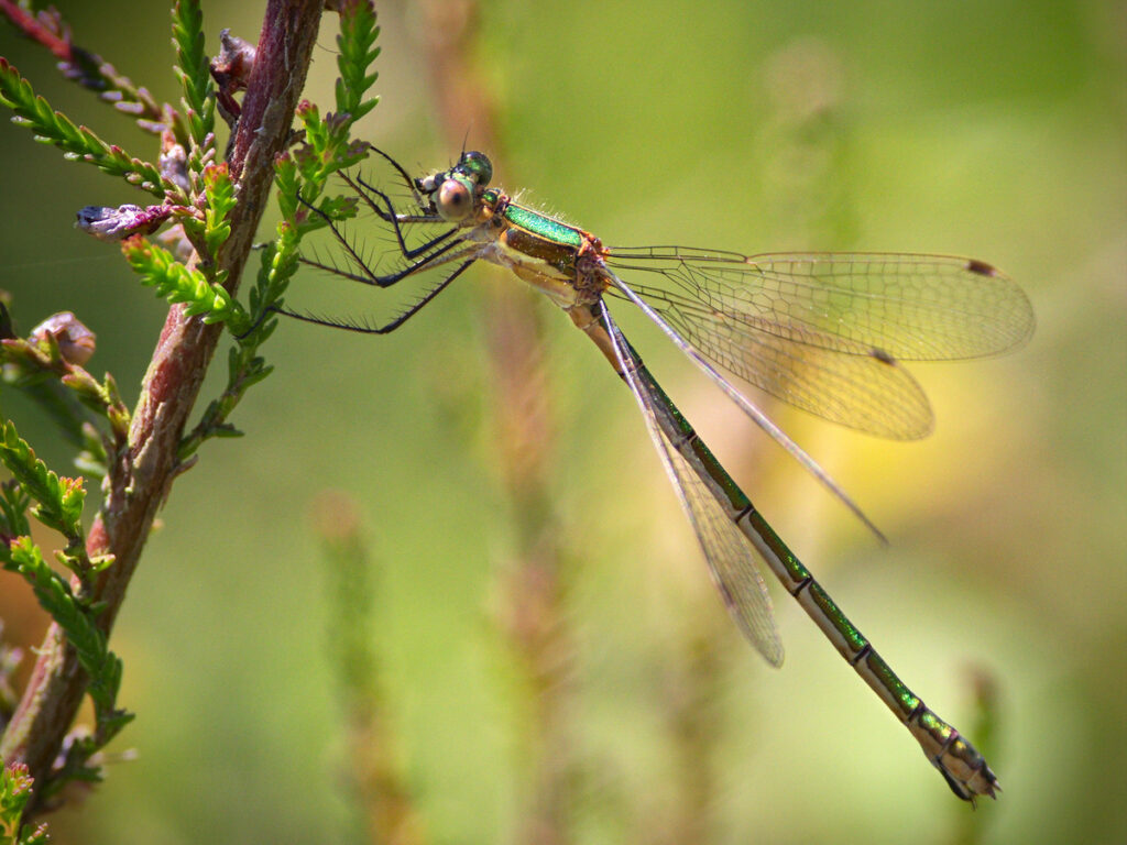 Willow Emerald Damselfly British Dragonfly Society