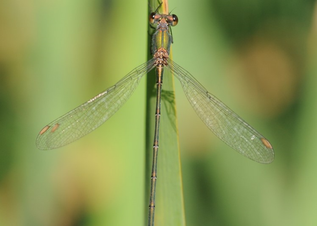 Willow Emerald Watch Project Report 2021