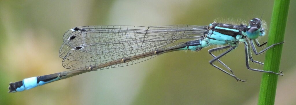 Bryggeri Delvis Grundlæggende teori Blue-tailed Damselfly - British Dragonfly Society
