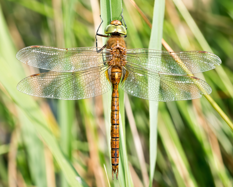 Norfolk Hawker British Dragonfly Society