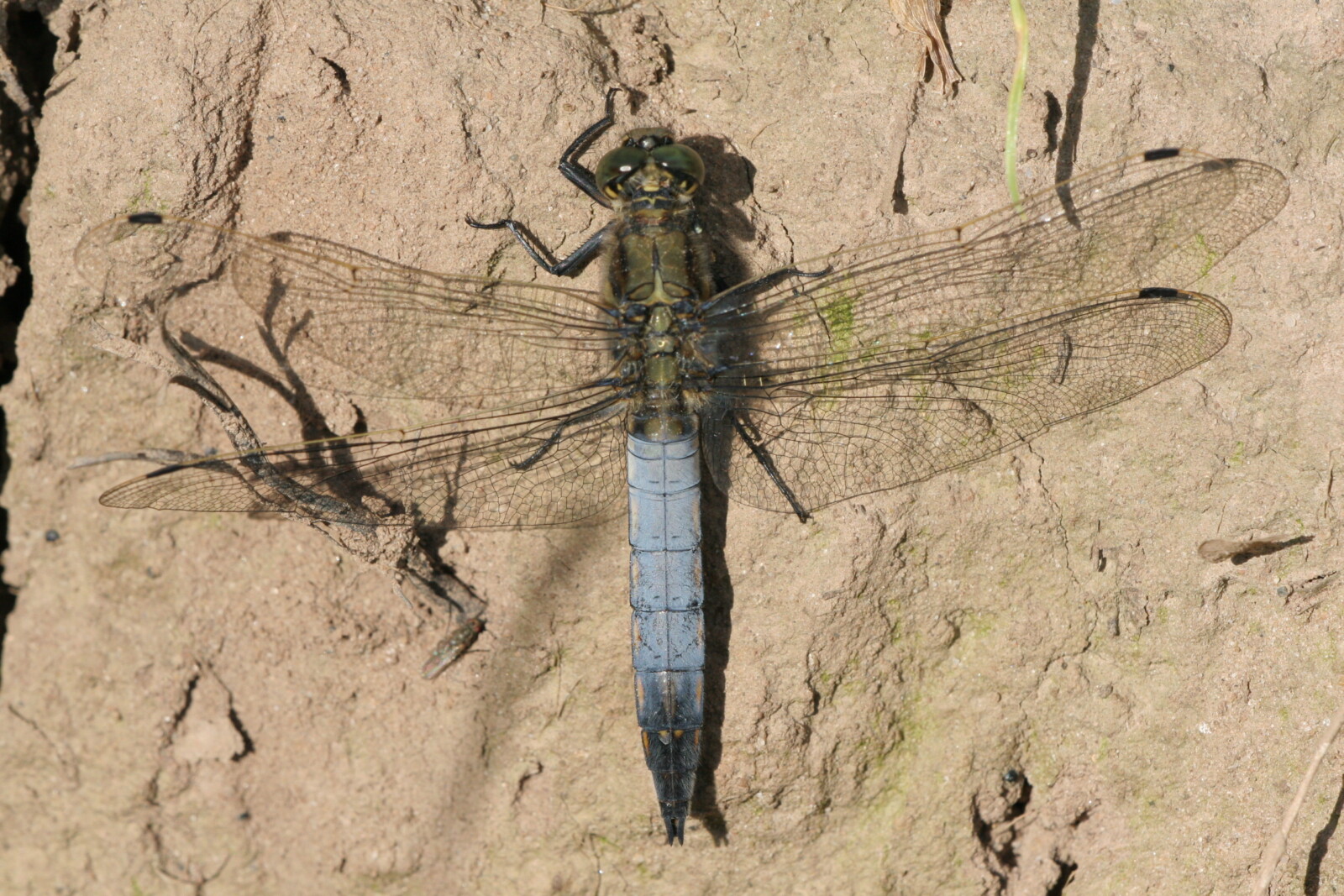 Blacktailed Skimmer British Dragonfly Society