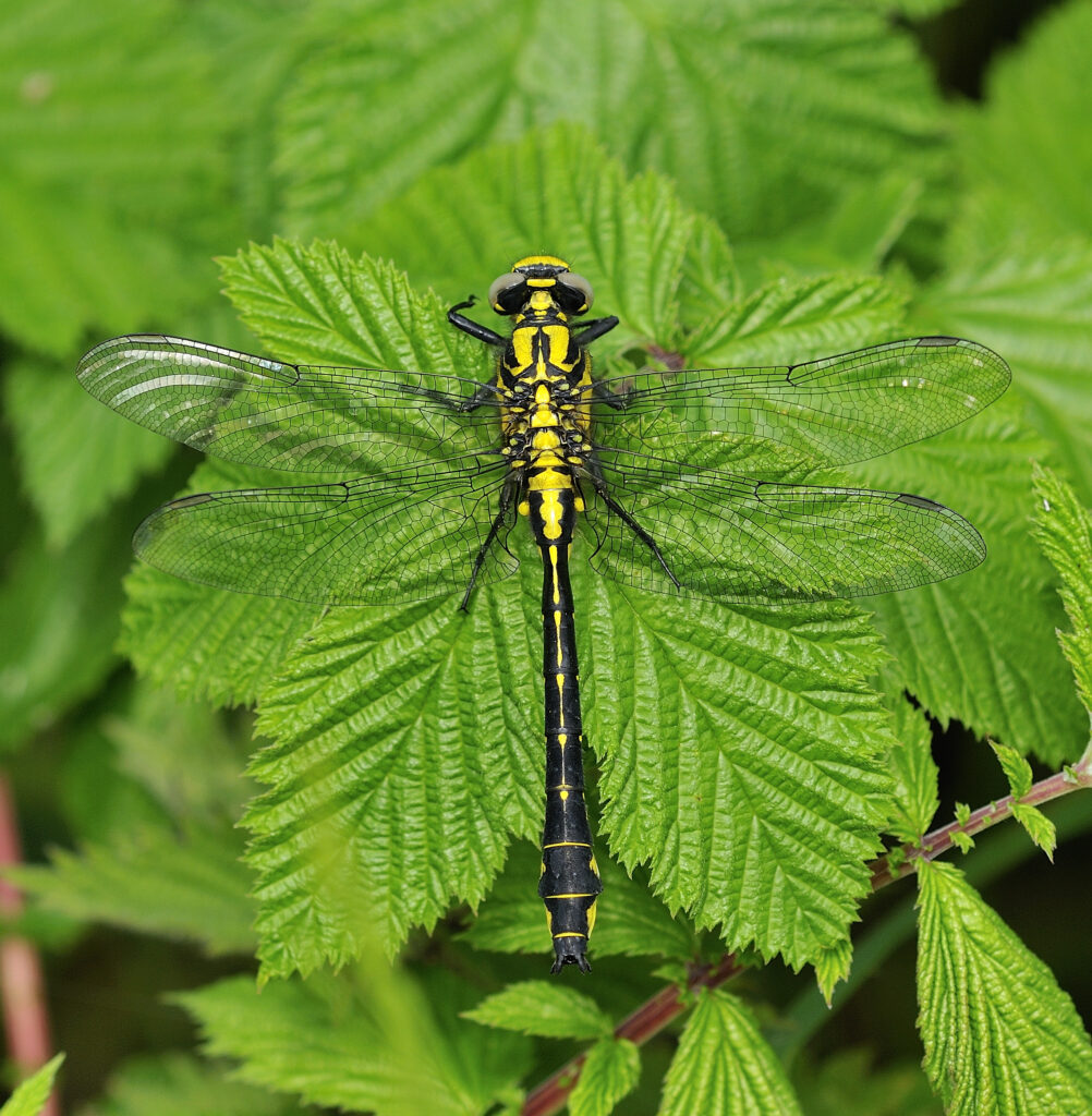 Common Clubtail - British Dragonfly Society