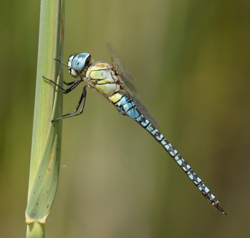 Attract Dragonflies to your Garden