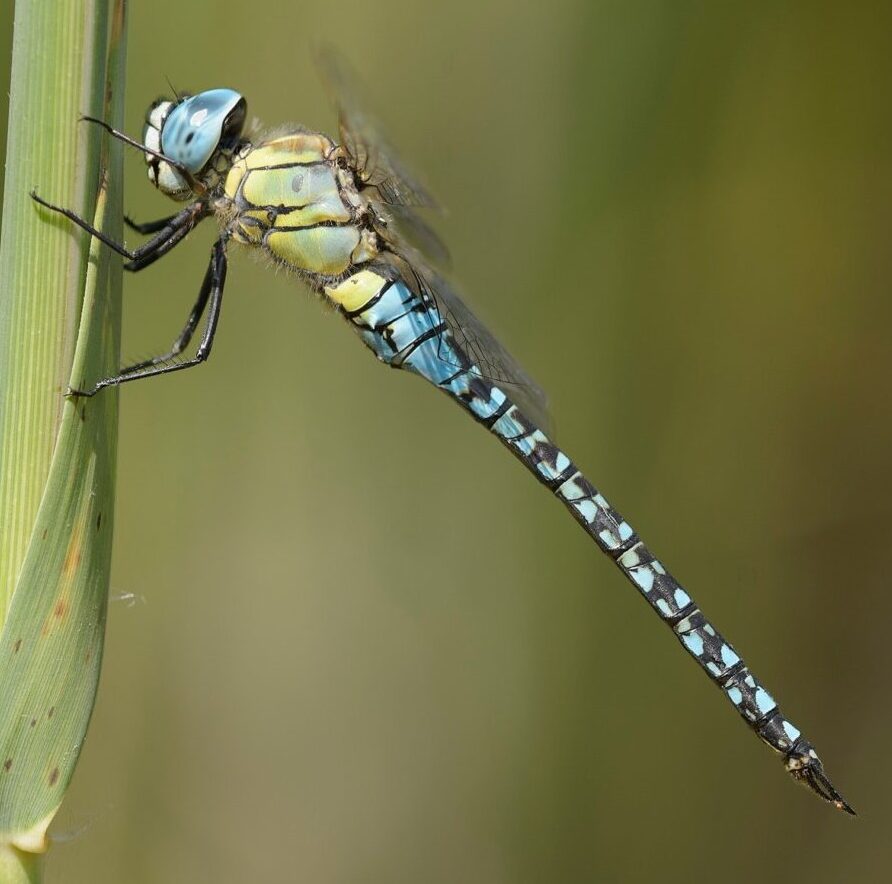 Attract Dragonflies to your Garden British Dragonfly Society