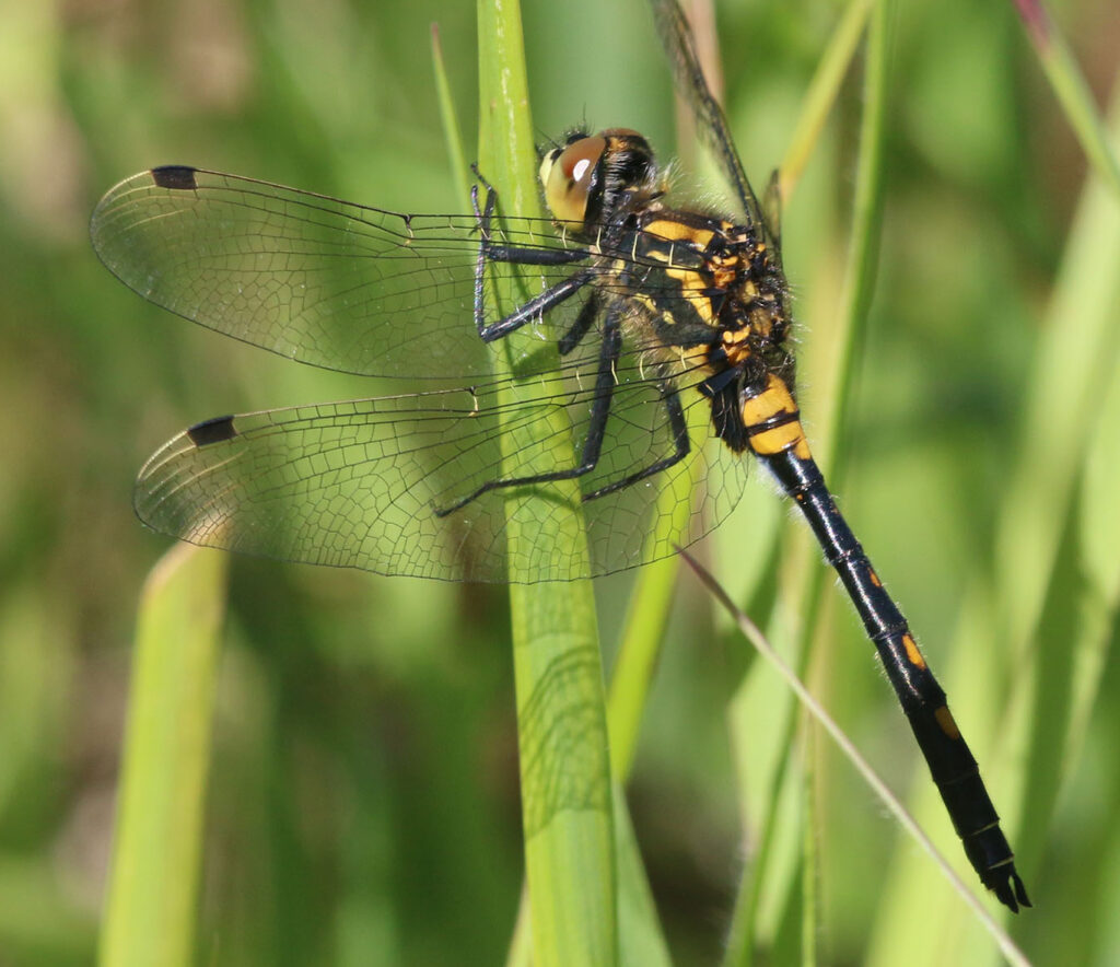 Volunteers needed for White-faced Darter surveys at Black Lake, Cheshire