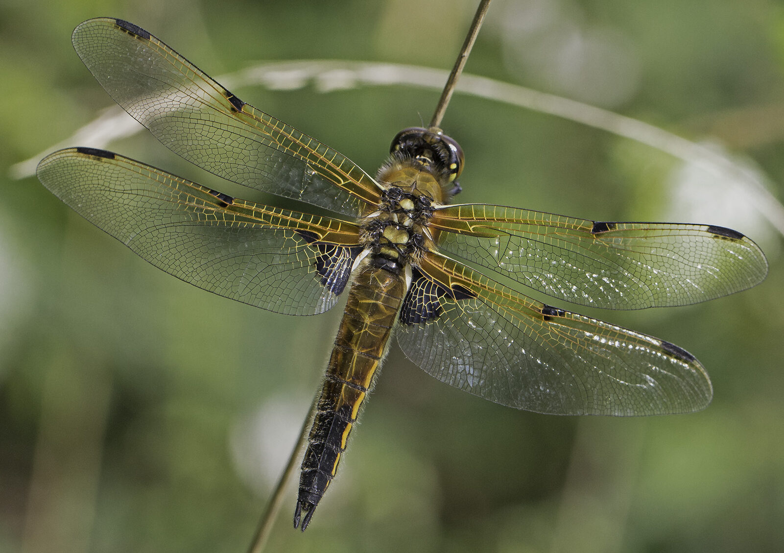 Four-spotted Chaser - British Dragonfly Society