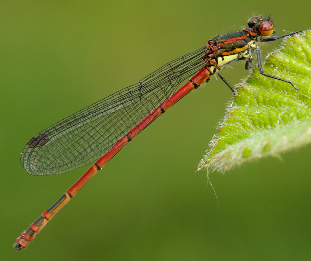In-depth Identification Feature – Large Red Damselflies by John Curd