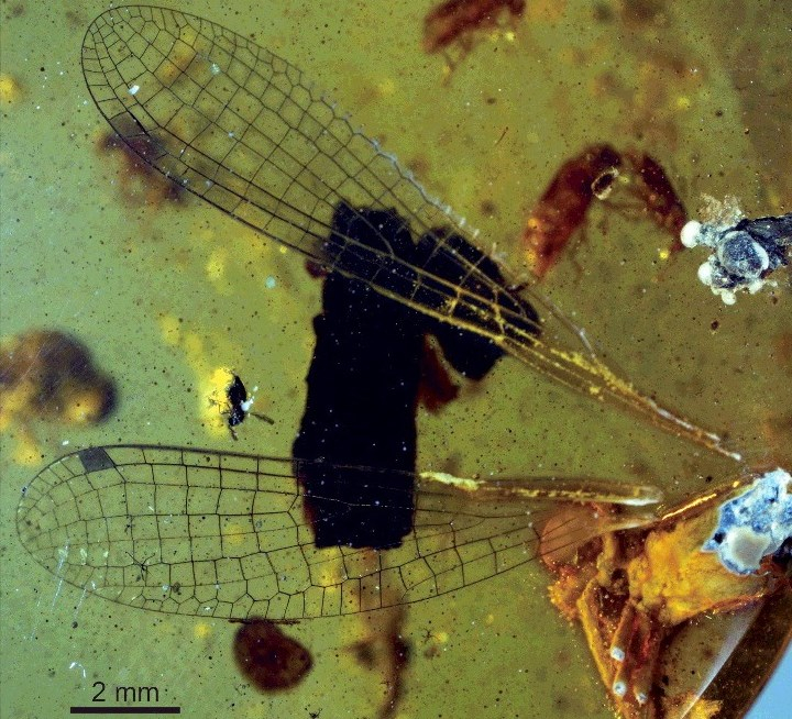 Damselfly Named after BDS Patron