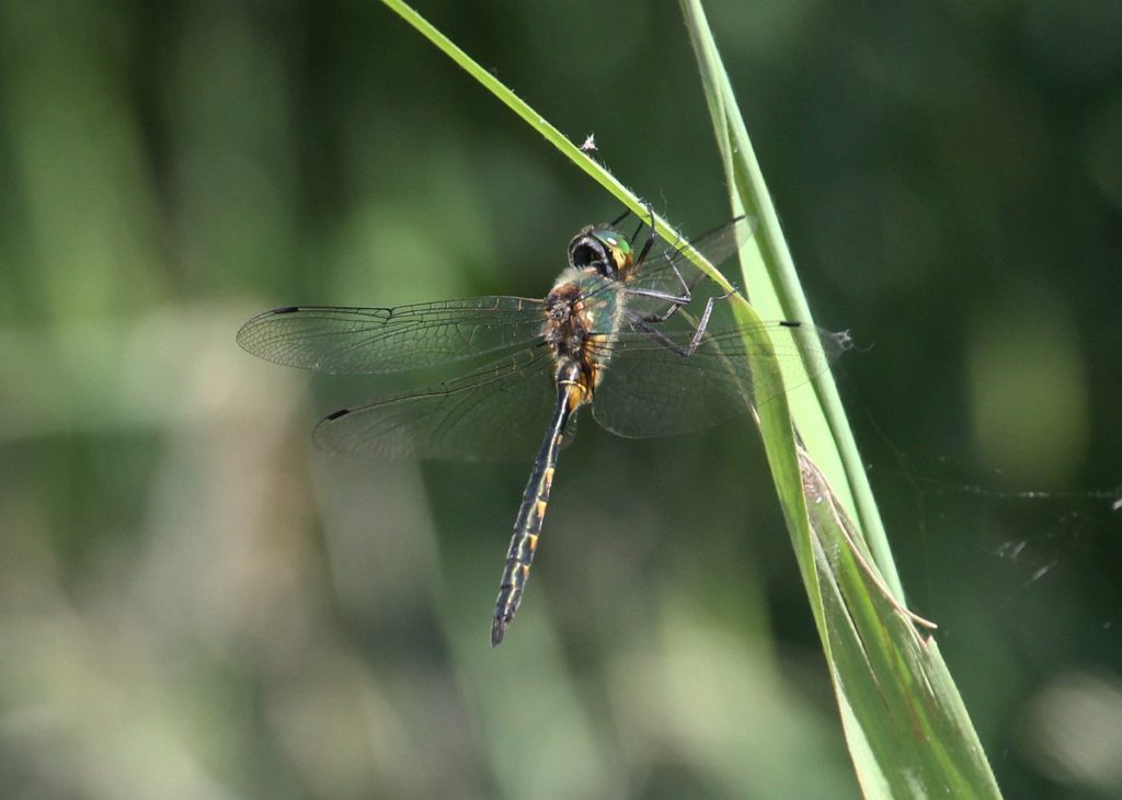 New Dragonfly Species for Britain