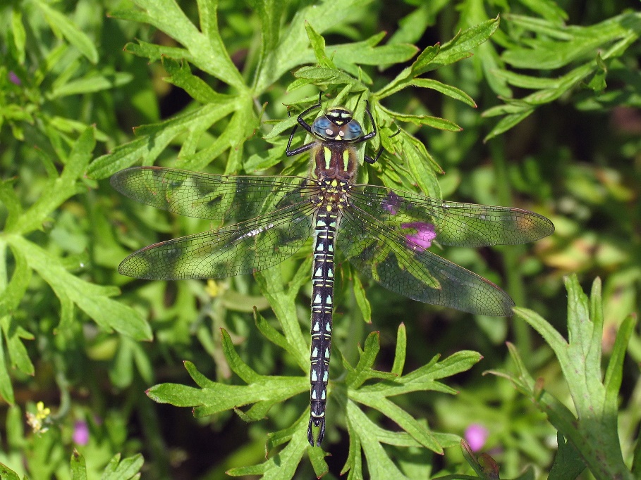 New BDS County Dragonfly Recorders appointed for Cheshire