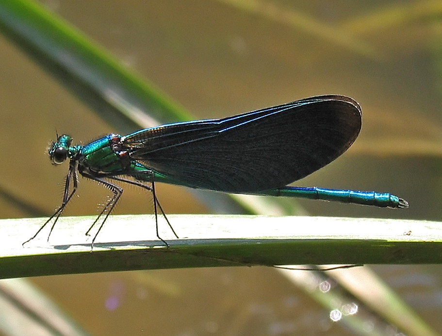 British Black-winged Demoiselles – not American tourists