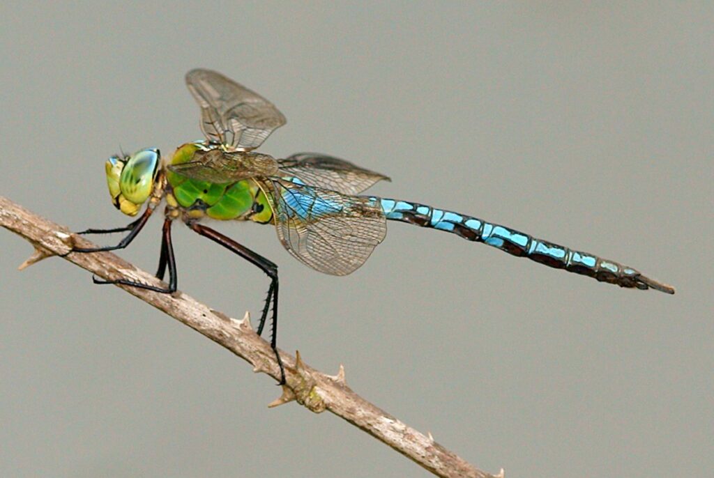 Emperor Dragonfly British Dragonfly Society
