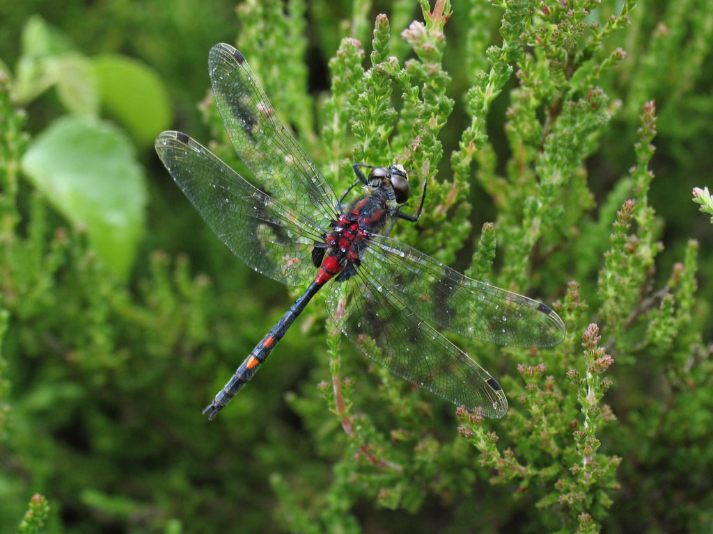 An update from Foulshaw Moss: white-faced darter re-introduction success continues