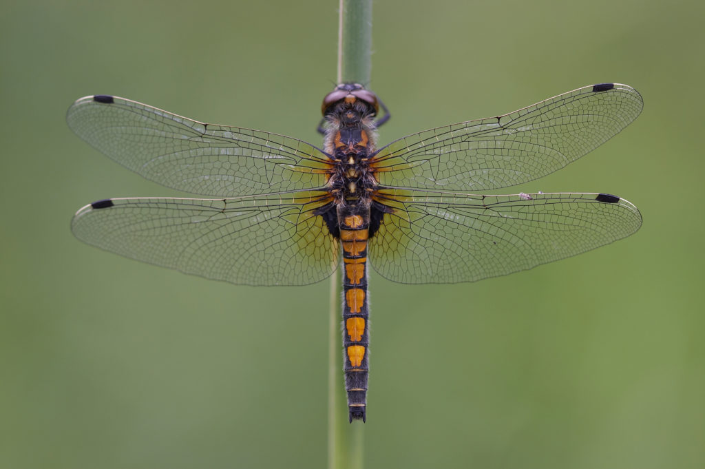 Climate Change brings 11 Species of Dragonfly to the UK