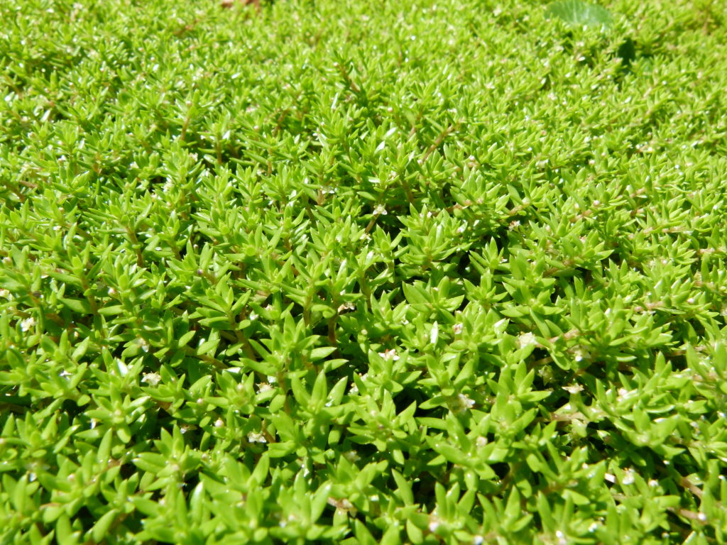 Getting into hot water: Preventing the spread of aquatic invasive species