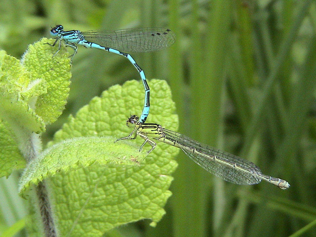 New Habitat Created for Damsels in Distress