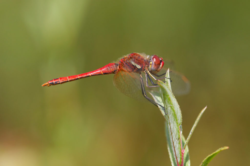 Record Numbers of Migrant Dragonflies