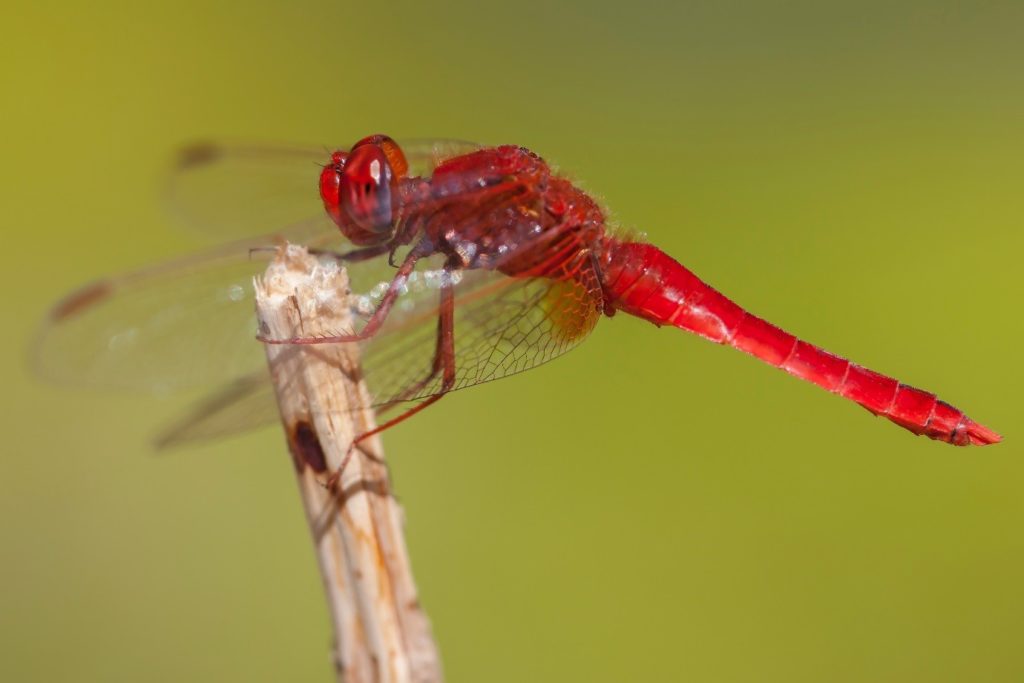 Record Numbers of Migrant Dragonflies Sighted Across Britain