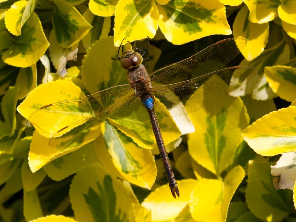 Fine weather brings desert dragonflies to Britain