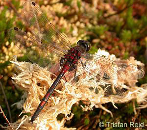 Cumbria hosts first UK re-introduction of the White-faced Darter dragonfly