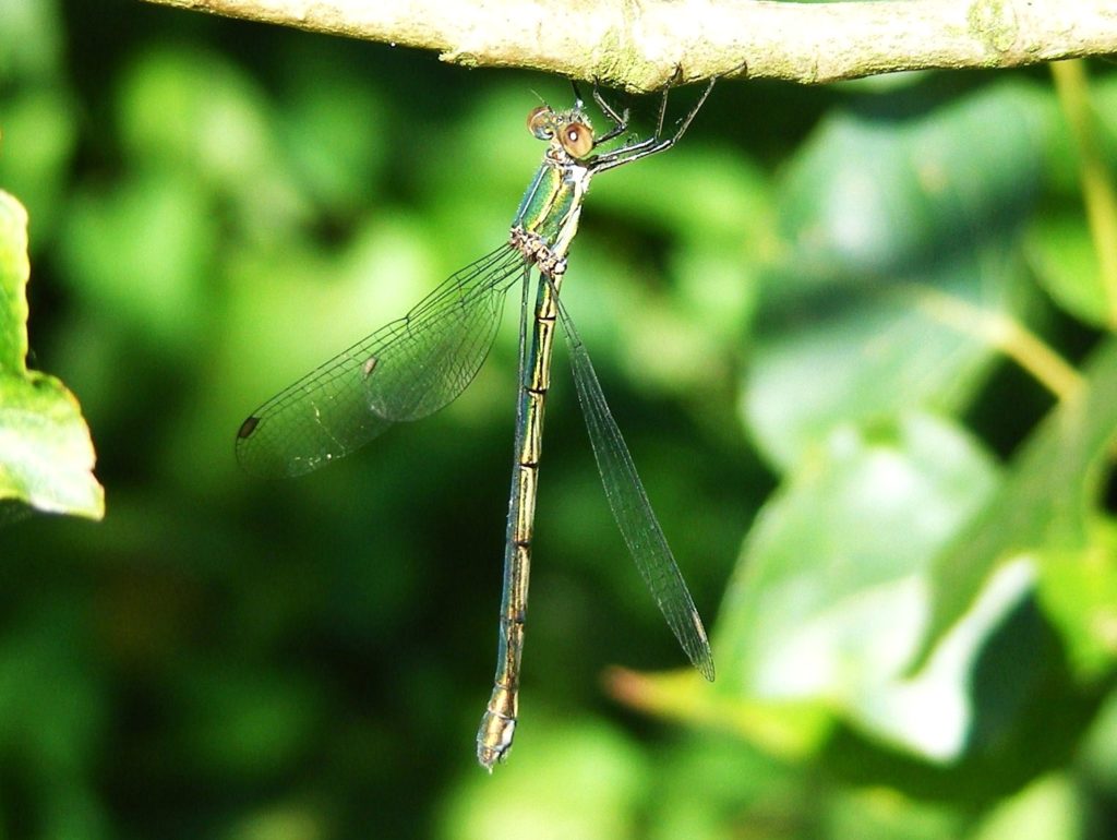 The Willow Emerald Damselfly is Spreading in England!