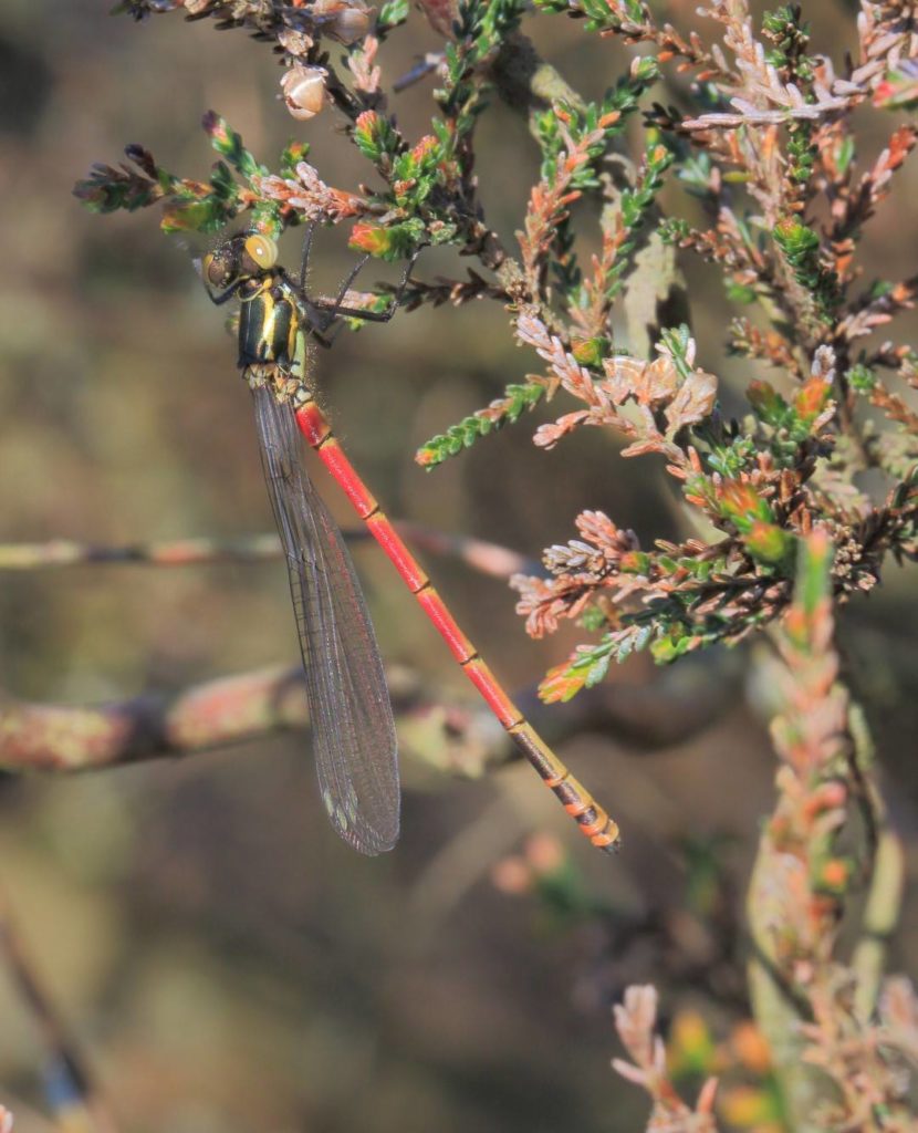 Start of the 2017 Season: Large Red Damselflies and Vagrant Emperors in Cornwall