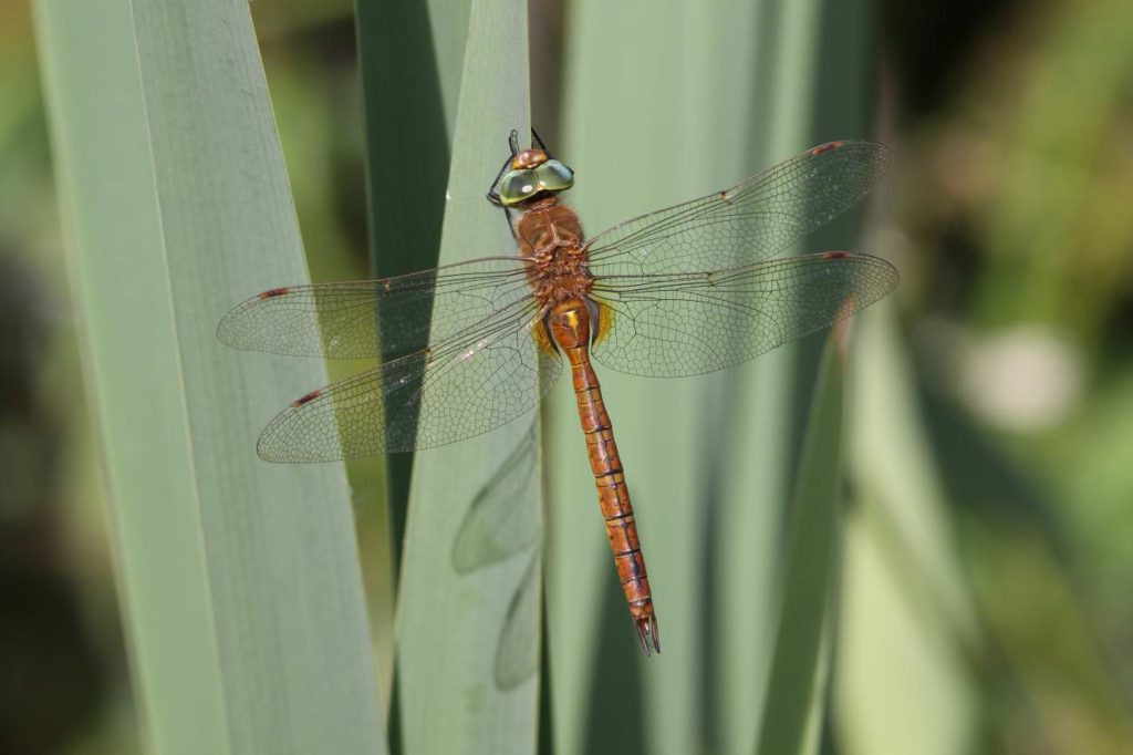 Rare Dragonfly Spreading In the UK