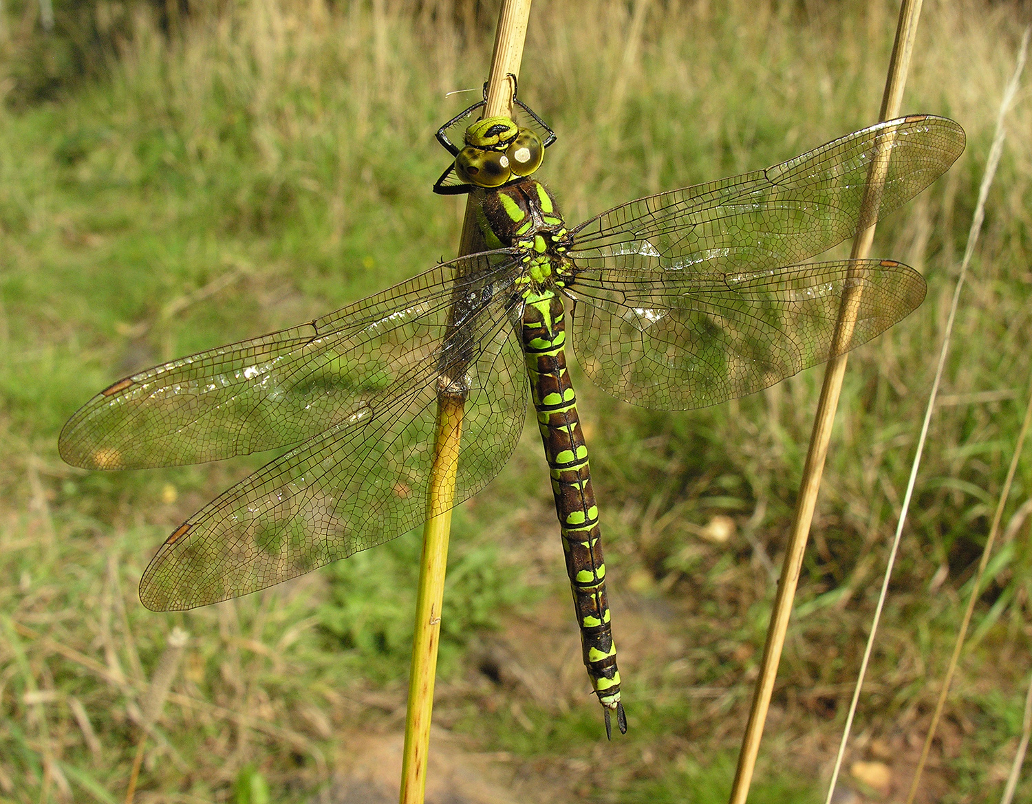 Aeshna cyanea m - © David Kitching