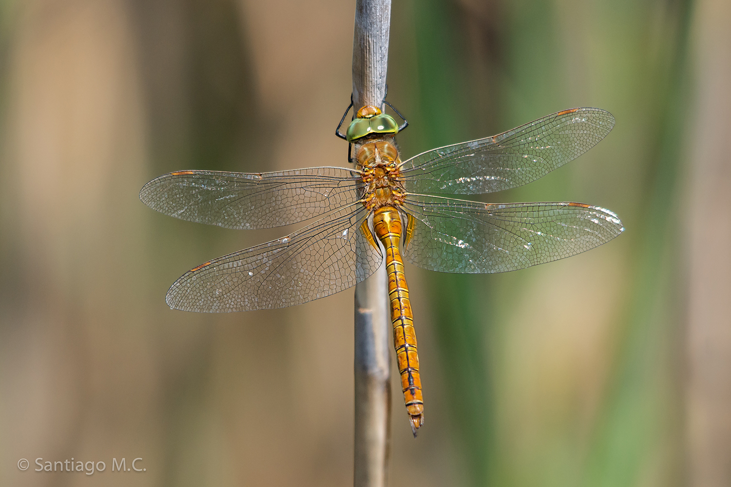 Anaciaeschna isoceles m - © Santiago Monteagudo Campos