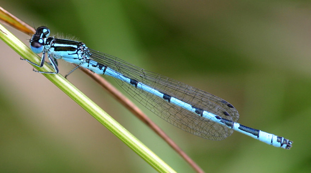 Southern Damselfly male © Mario Finkel