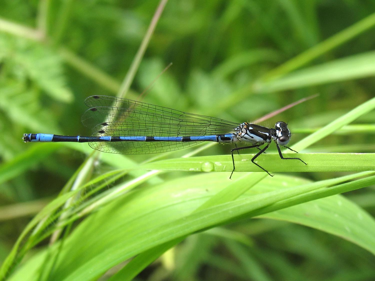 Variable Damselfly male © David Kitching