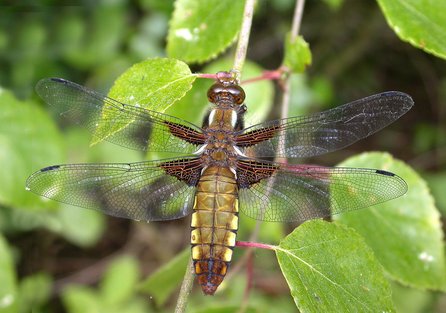 Broad-bodied Chaser female © David Kitching