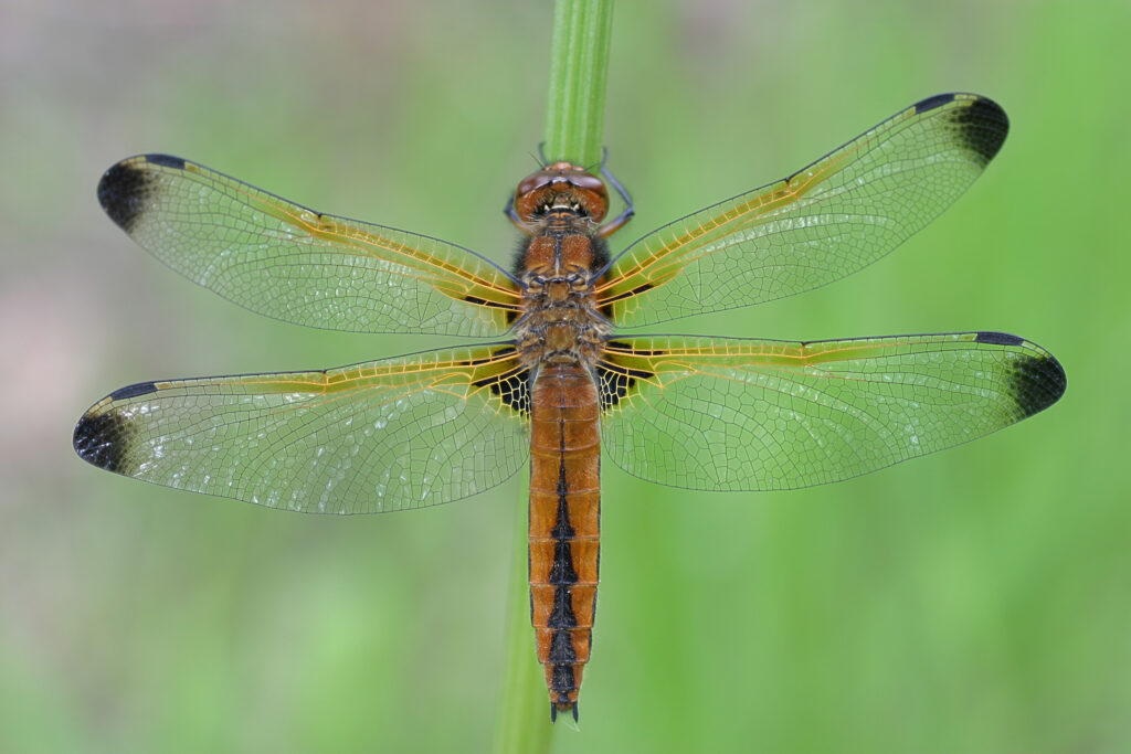 England - British Dragonfly Society