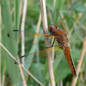 BDS Scarce Chaser Mug