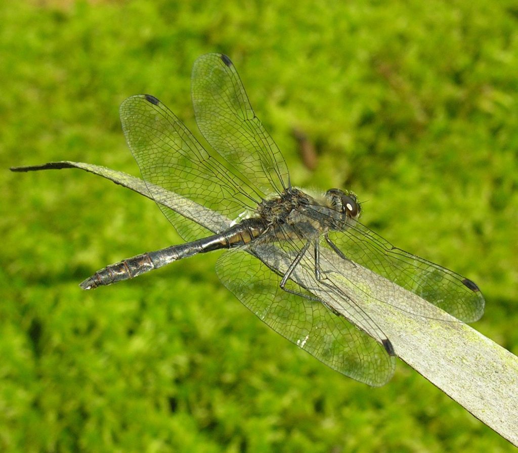 Dragonflies disappear around the world as wetlands are lost