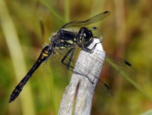 BDS Black Darter Mug