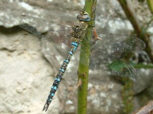 BDS Migrant Hawker Mug