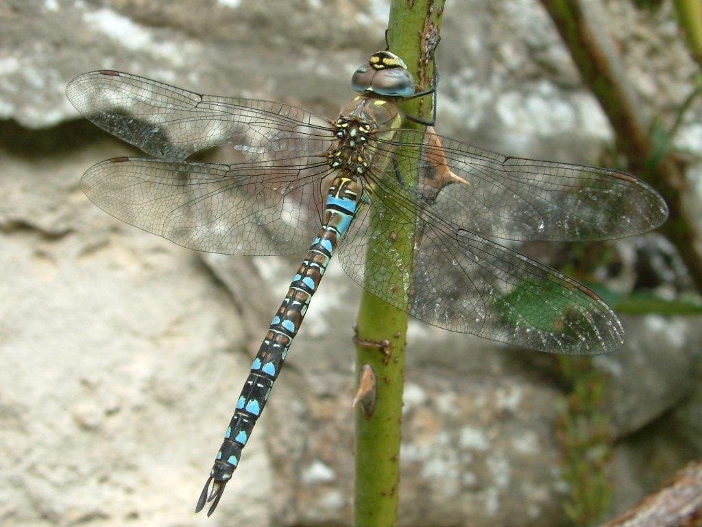BDS Migrant Hawker Mug