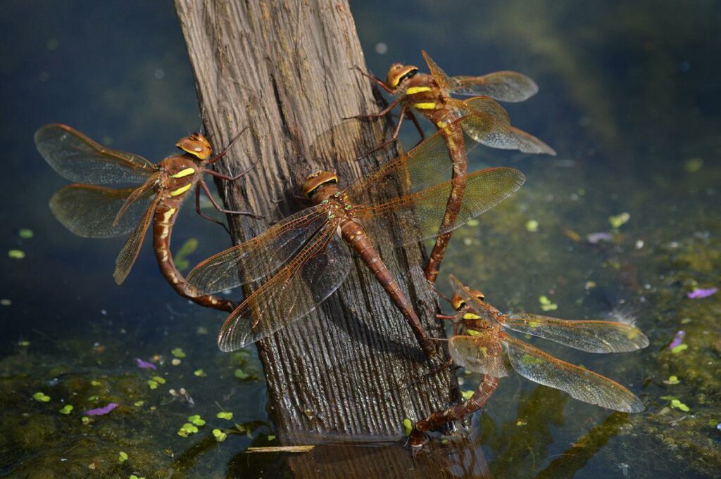 Dragonfly Larvae In Water