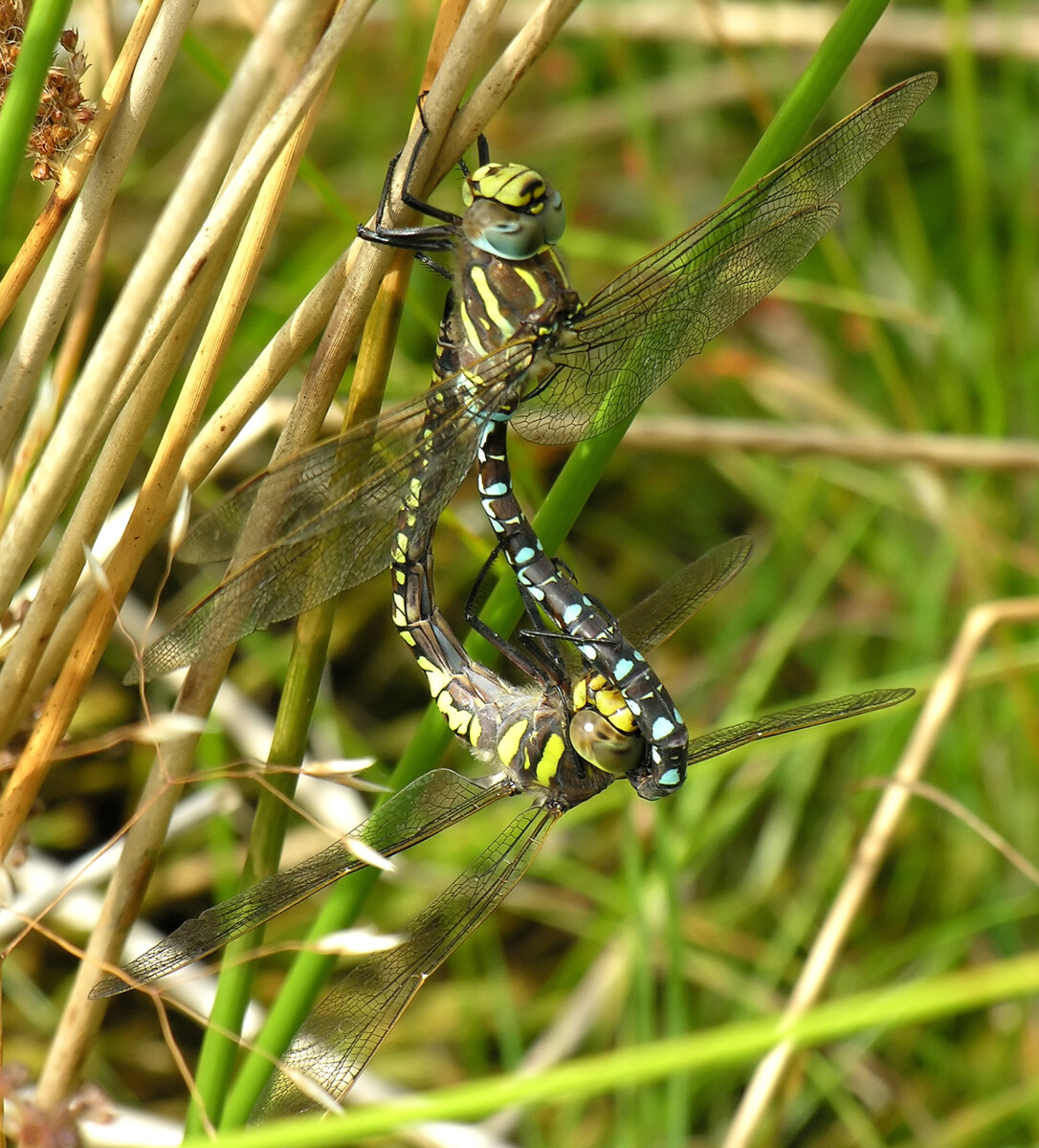 Dragonfly f1 moba. Aeshna juncea. Dragonfly Dogi.