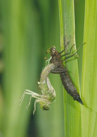 dragonfly larvae in water