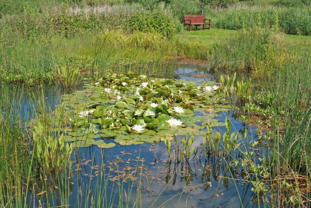 Pond from phase1