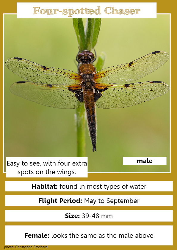 Four spotted Chaser