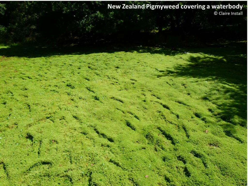 New Zealand Pigmyweed covering a waterbody