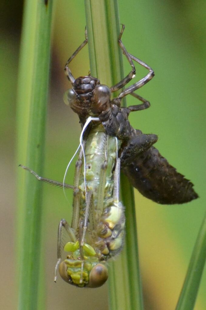 Southern Hawker emerging: Jill Bailey